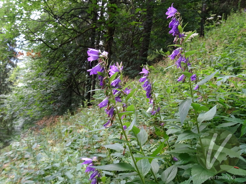 Breitblättrige Glockenblume: Übersicht